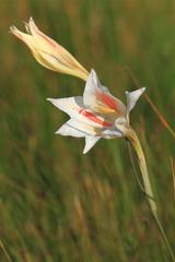 Gladiolus tristis