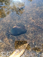 Hyridella