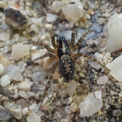 Textrix denticulata