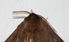 Phyllalia patens