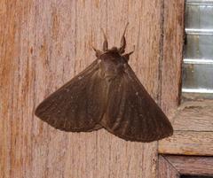 Phyllalia patens