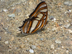 Metamorpha elissa