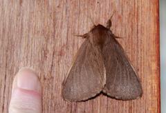 Phyllalia patens