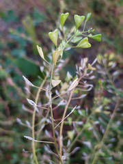 Capsella orientalis