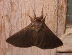 Phyllalia patens