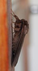 Phyllalia patens