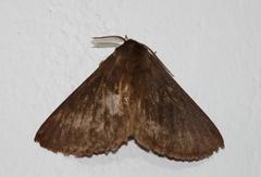 Phyllalia patens