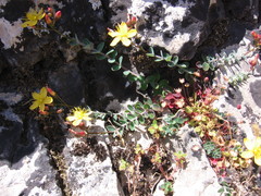 Hypericum cuisinii