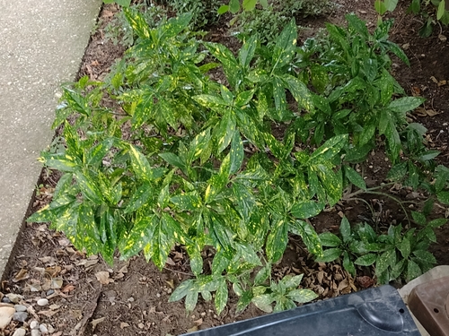 aukuba japonská (Aucuba japonica)