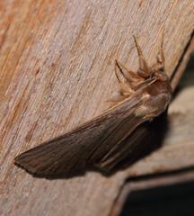Phyllalia patens