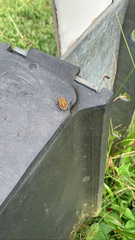 Piezosternum subulatum