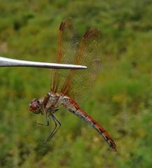Sympetrum striolatum imitoides