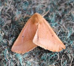 Drepanogynis cnephaeogramma