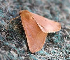 Drepanogynis cnephaeogramma