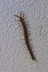 Scolopendra japonica
