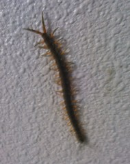 Scolopendra japonica