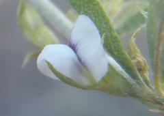 Psoralea candicans