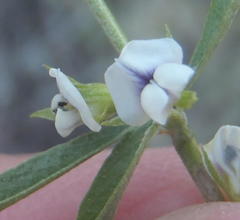 Psoralea candicans