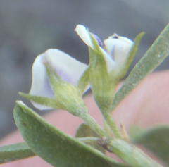 Psoralea candicans
