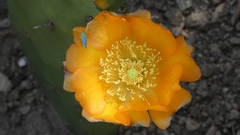 Opuntia bonaerensis