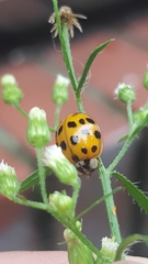 Harmonia axyridis