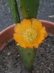Opuntia bonaerensis