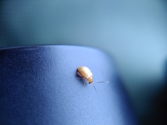 Longitarsus jacobaeae