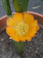 Opuntia bonaerensis