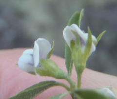 Psoralea candicans