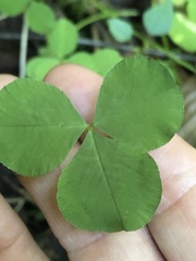 Trifolium stoloniferum