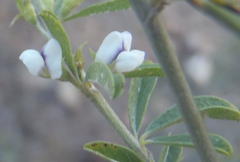 Psoralea candicans