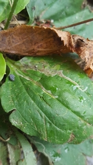 Phytomyza griffithsi