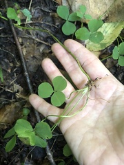 Trifolium stoloniferum