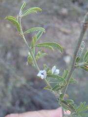 Psoralea candicans