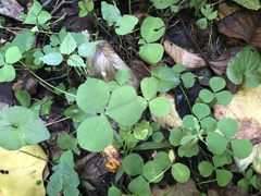 Trifolium stoloniferum