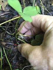 Trifolium stoloniferum