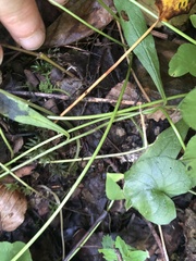 Trifolium stoloniferum