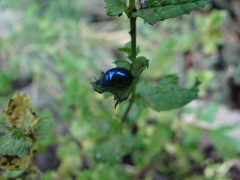 Chrysolina