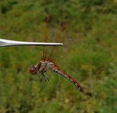 Sympetrum striolatum imitoides