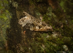 Aeolostoma scutiferana