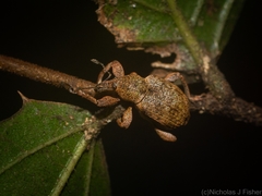 Hyperinae