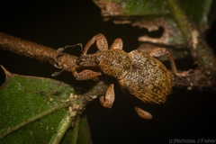 Hyperinae