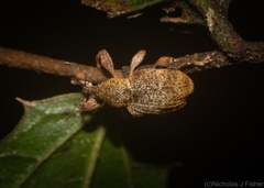 Hyperinae