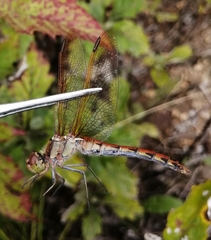 Sympetrum striolatum imitoides