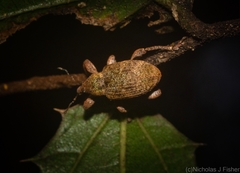 Hyperinae