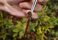 Sympetrum striolatum imitoides
