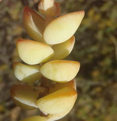 Crassula rupestris rupestris