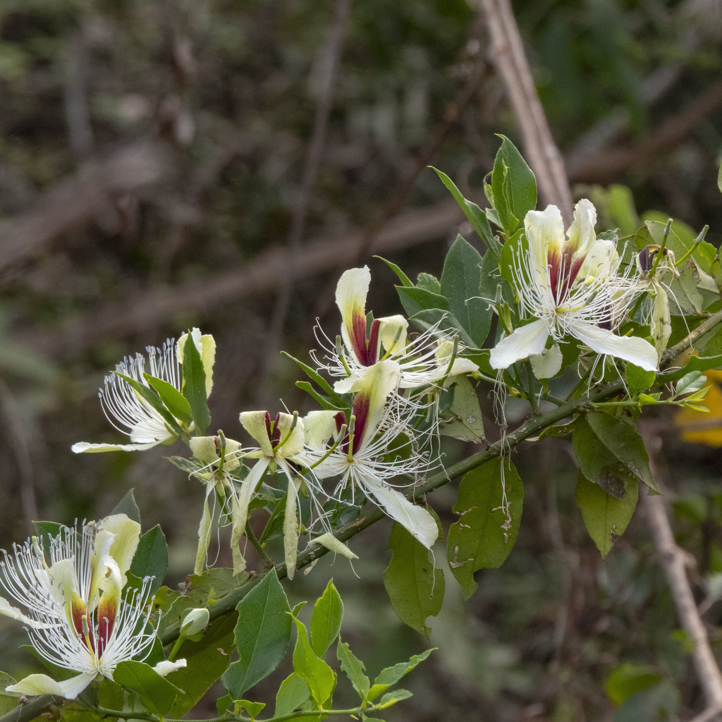 Capparis brevispina; photograph Paulmathi Vinod, CC BY, iNaturalist via GBIF