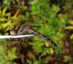 Sympetrum striolatum imitoides