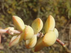 Crassula rupestris rupestris